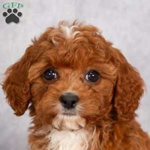Tucker F1B, Cavapoo Puppy
